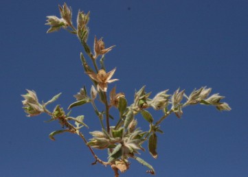 הטיפוס הנפוץ בהר הנגב הגבוה דומה לשמשון מצוי אך נבדל ממנו בצורת עוקץ הפרח שלהם. עוקץ הפרי הבשל קצר מהפרי