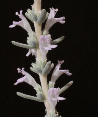 צתרה מדברית Satureja thymbrifolia Hedge & Feinbrun