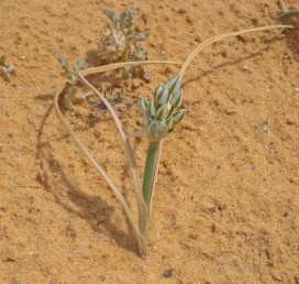 צמחי חול מיוצב בערבה ומכתש רמון, גובה עמוד התפרחת 15-6 ס