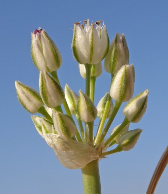 Allium sinaiticum Boiss.