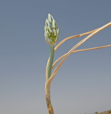 Allium sinaiticum Boiss.