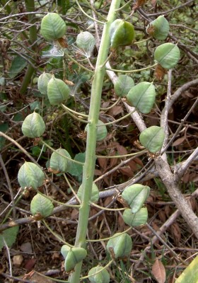 Bellevalia trifoliata (Ten.) Kunth