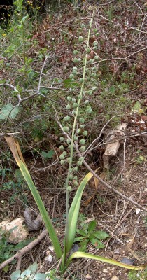 Bellevalia trifoliata (Ten.) Kunth