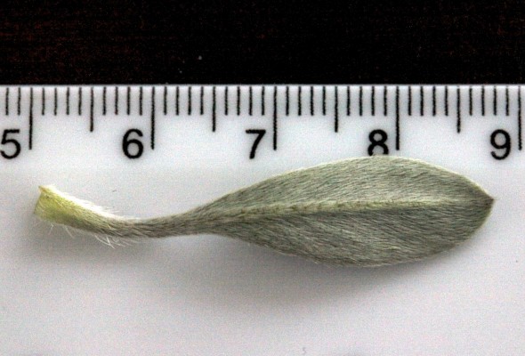 סומקן המשי Onosma sericea Willd.