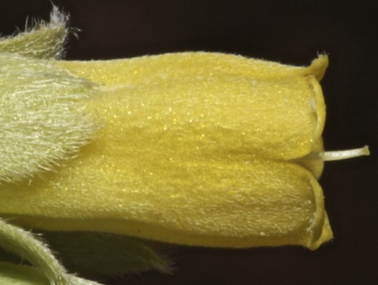 סומקן המשי Onosma sericea Willd.