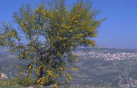 שיטה כחלחלה Acacia saligna (Labill.) Wendl.f.