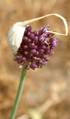 שום גבוה Allium ampeloprasum L.