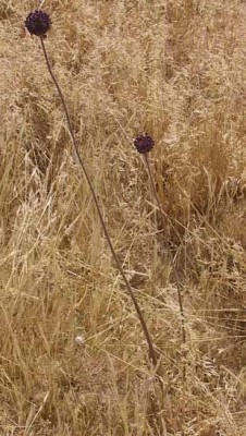 שום גבוה Allium ampeloprasum L.