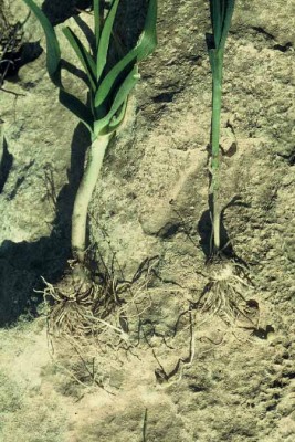 שום גבוה Allium ampeloprasum L.