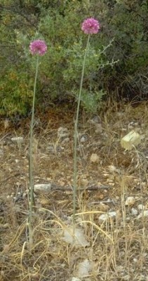שום הכרמל Allium carmeli Boiss.