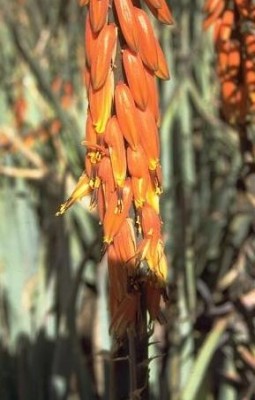 אלוי אמיתי Aloe vera (L.) Burm.f.