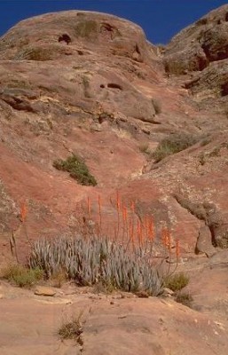 Aloe vera (L.) Burm.f.