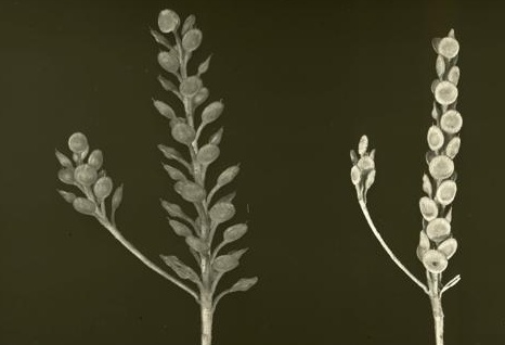 אליסון דמשקאי Alyssum damascenum Boiss. & Gaill.