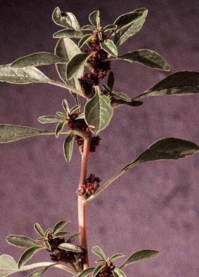 ירבוז יווני Amaranthus graecizans L.