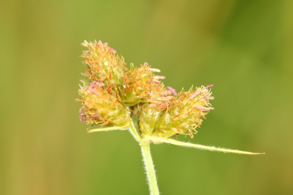 פואירנה שעירה Fuirena pubescens (Poir.) Kunth