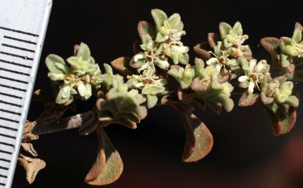 גלניה שעירה Galenia pubescens (Eckl. & Zeyh.) Druce