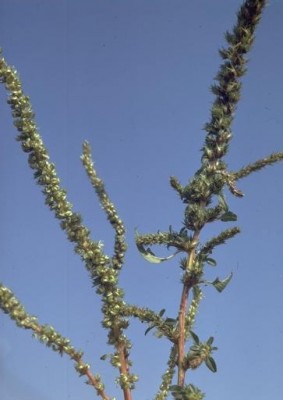 ירבוז פלמר Amaranthus palmeri S.Watson