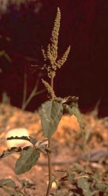 ירבוז עדין Amaranthus viridis L.