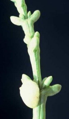 יפרוק זיפני Anabasis setifera Moq.