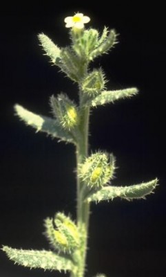 לשון-פר מצרית Anchusa aegyptiaca (L.) DC.