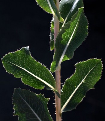 חסת המצפן Lactuca serriola L.