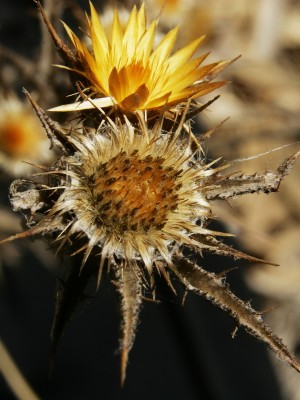 קיצנית אשכולית Carlina racemosa L.