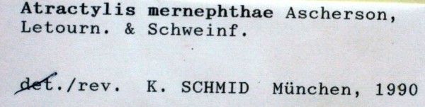 חורשף מצרי Atractylis mernephthae Asch., Schweinf.& Letourn.