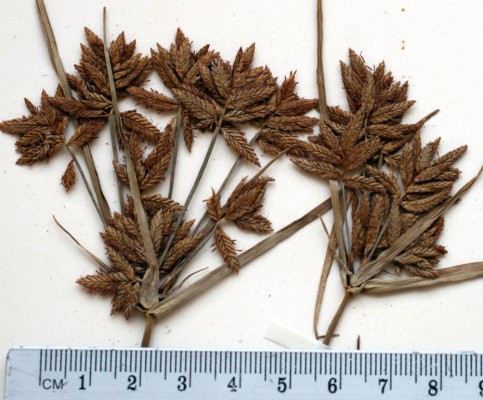גומא אזמלני Cyperus nitidus Lam.