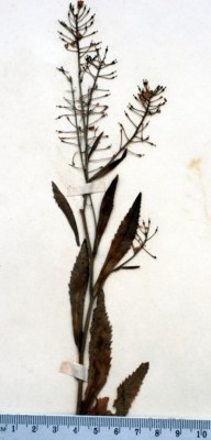 Rorippa amphibia (L.) Besser