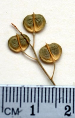 הלדריכיה צרת-עלים Heldreichia bupleurifolia Boiss.