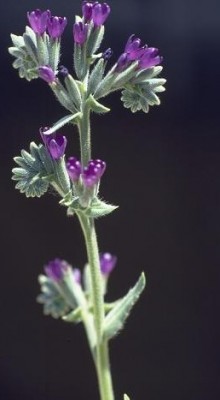 לשון-פר מצויה Anchusa undulata L.