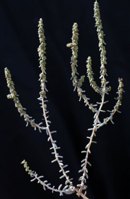 Suaeda fruticosa Forssk. ex J.F.Gmel.