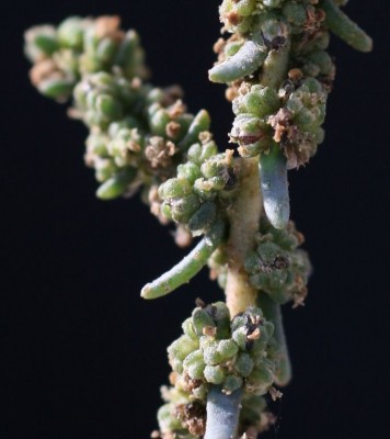 Suaeda fruticosa Forssk. ex J.F.Gmel.