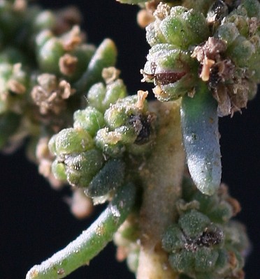 Suaeda fruticosa Forssk. ex J.F.Gmel.