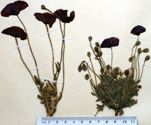 פרג סמור Papaver polytrichum Boiss. & Kotschy