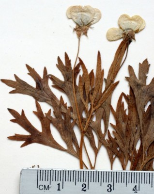 נורית הקרן Ranunculus cornutus DC.