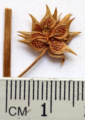 נורית הקרן Ranunculus cornutus DC.