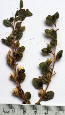 Anticharis glandulosa (Ehrenb. & Hempr.) Asch.
