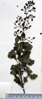 לוענית פינר Scrophularia pinardii Boiss.