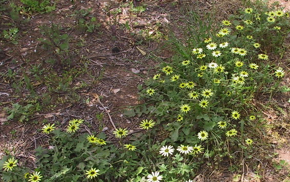 Arctotheca calendula (L.)Levins