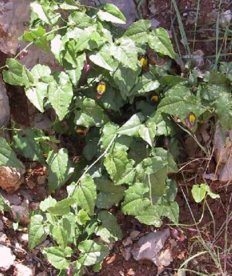 Aristolochia sempervirens L.