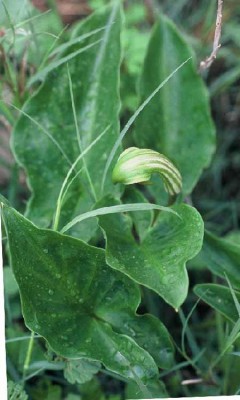 לופית מצויה Arisarum vulgare Targ.-Tozz.
