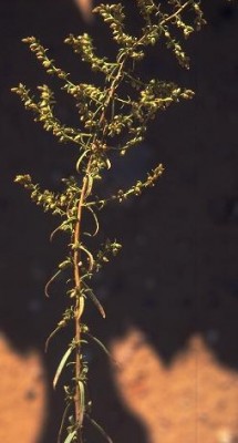 לענת עבר-הירדן Artemisia jordanica Danin