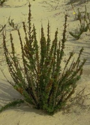 לענה חד-זרעית Artemisia monosperma Delile