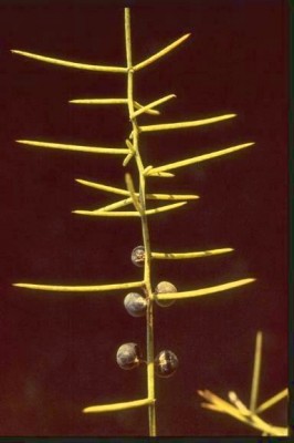 אספרג ארוך-עלים Asparagus horridus L.