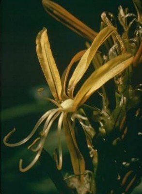 עיריוני צהוב Asphodeline lutea (L.) Rchb.