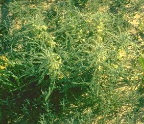 קדד פיינברון Astragalus aleppicus Boiss.