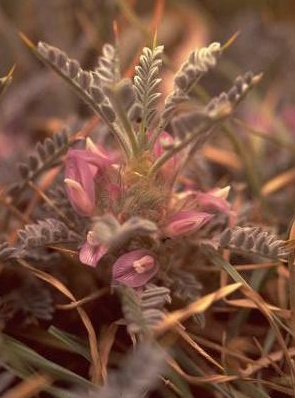 Astragalus cruentiflorus Boiss.