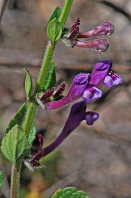 קערורית סגולה Scutellaria brevibracteata Stapf.