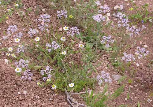 אסתום מצוי Astomaea seselifolium DC.